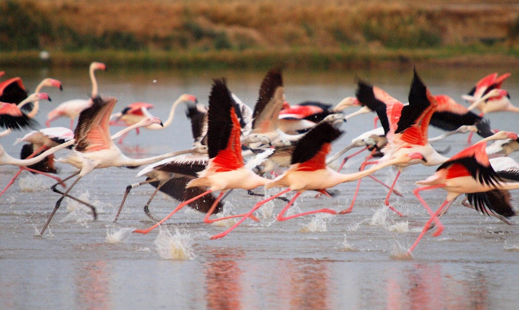 Delta de l'Ebre avistament d'ocells pajaros